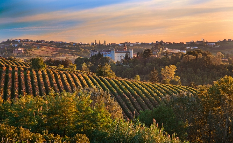 Vinice v Piemontu, Itálie. (Foto: Shutterstock.com)