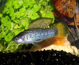 Živorodka Xiphophorus birchmani placentu vlastní a její samci jsou parádníci.