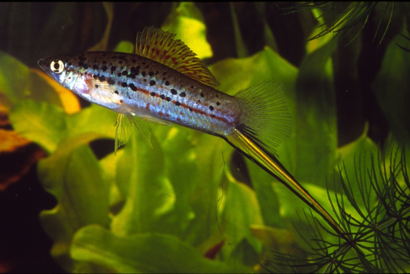 Xiphophorus hellerii -- živorodková rybka, jejíž samice nemají palcentu. Povšimněte si výrazného prodloužení břišní strany ocasní ploutve.