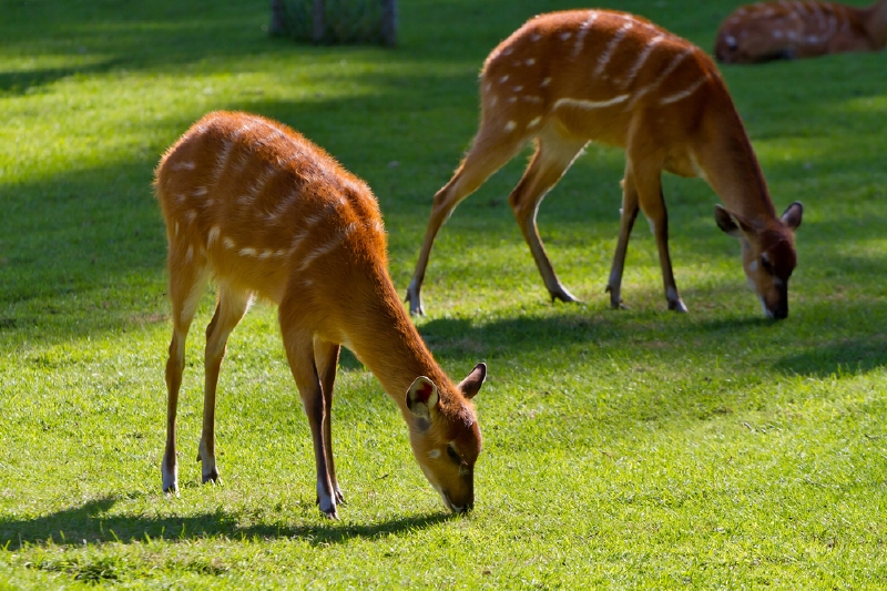 Antilopy sitatunga měly podle pražské zoologické zahrady všechny potřebné dokumenty (ilustrační foto).