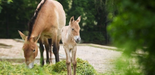 Jedno z lákadel pražské zoo. Kůň převalského.