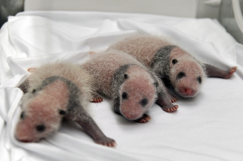 Čínská zoo představila unikátní pandí trojčata. Čínská zoo představila unikátní pandí trojčata.