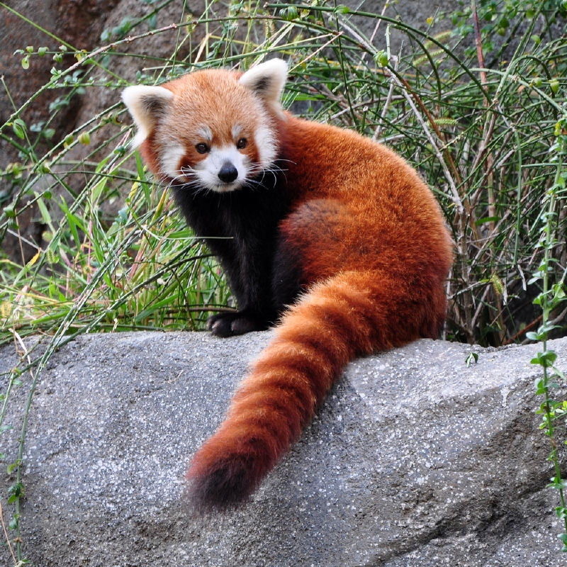 Panda červená (ilustrační foto). Panda červená (ilustrační foto).