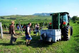 Sklizeň ve Vinařství Volařík.