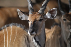 Antilopa Derbyho.