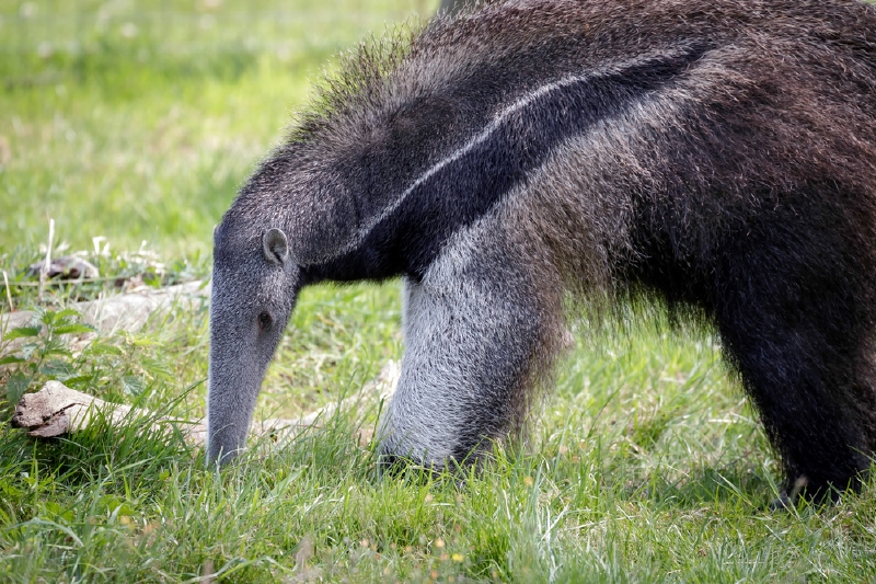 Zoo Praha chystá Den hmyzožravců a představí nově přivezené mravenečníky (ilustrační foto).