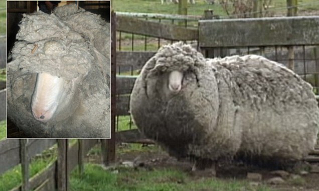 Australská ovečka Shaun.
