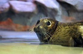 Kromě festivalu Střípky Afriky se v jihlavské zoo můžete podívat třeba na nový pavilon tuleňů.