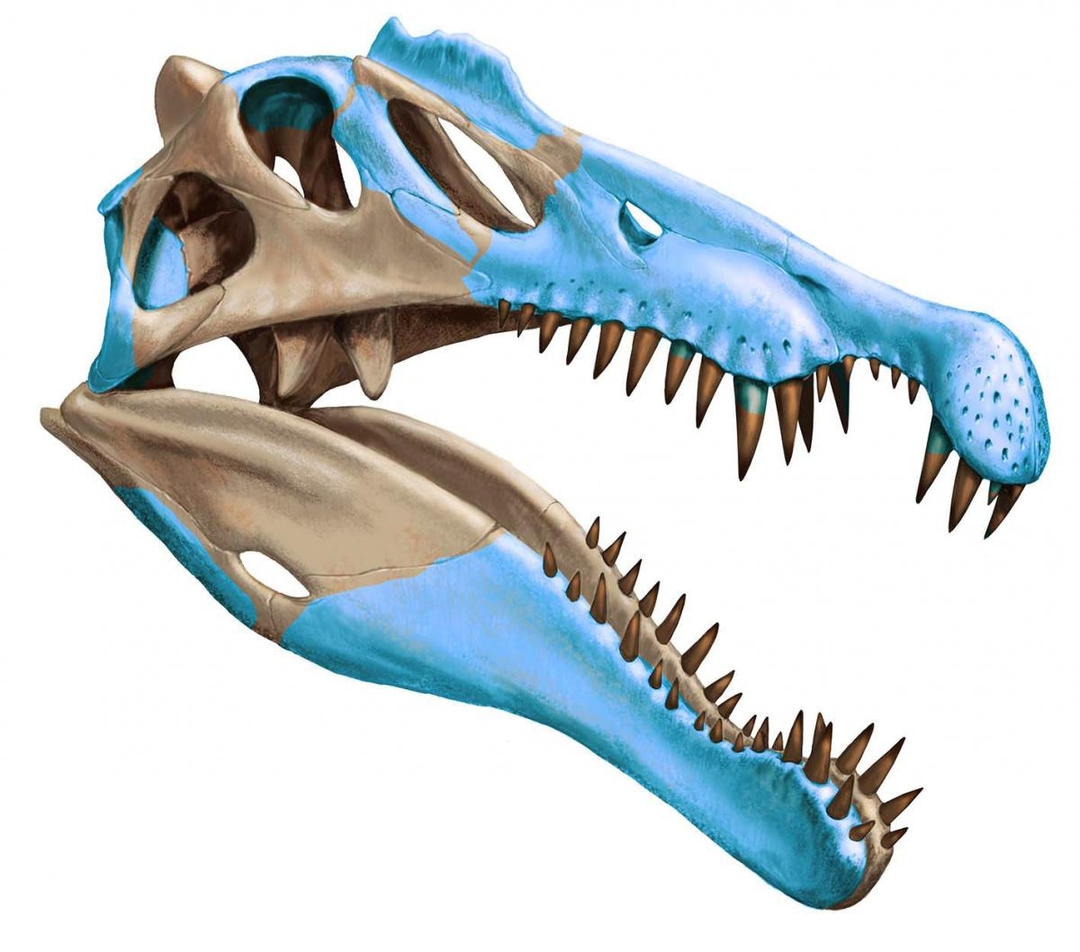 Vodní dinosaurus měl nozdry uprostřed čenichu.