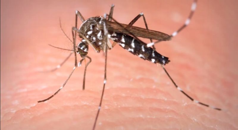 Asijský komár tygří může způsobit velmi vysoké horečky a bolesti kloubů