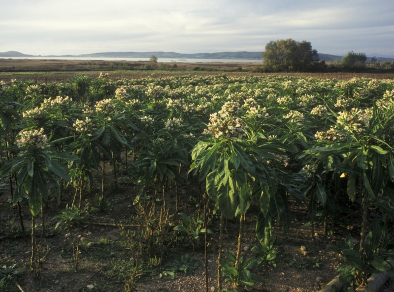 Tabáková plantáž.