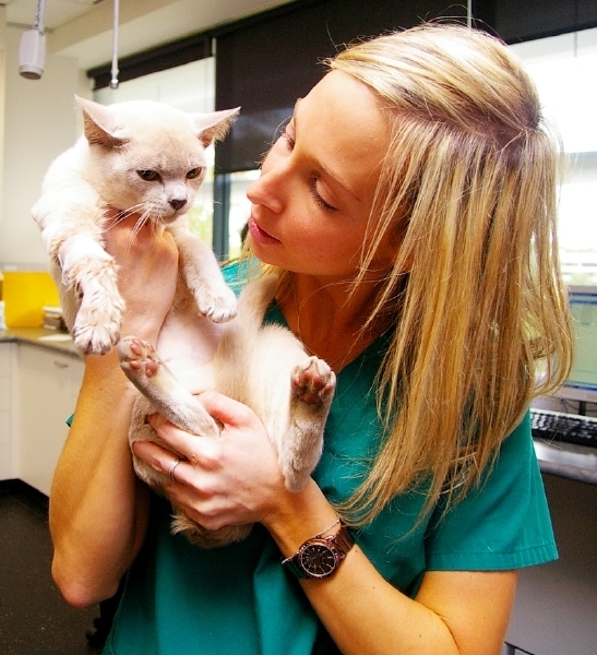 Seriál Veterinář z Bondi Beach.