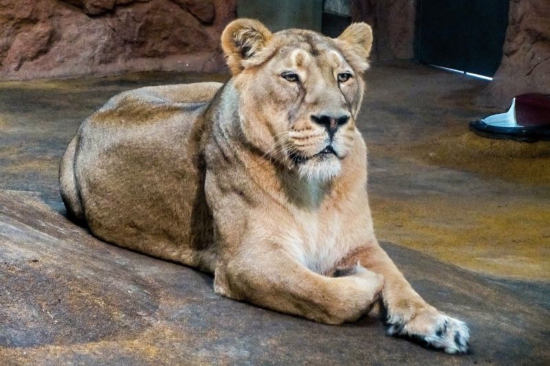Lvice Kalindi z nové trojice lvů indických v pražské zoo.
