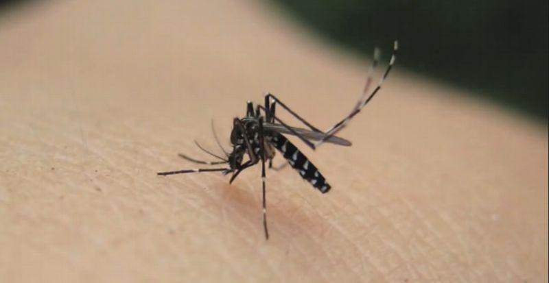 Asijský komár tygří, který přenáší virové onemocnění chikungunya. Asijský komár tygří, který přenáší virové onemocnění chikungunya.