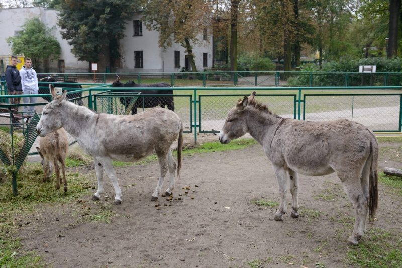 Oslí pár Napoleon a Antoša z poznaňské zoologické zahrady.