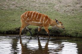 V době, kdy byla zvířata na letišti, nejevila prý provinilá zoo o jejich osud žádný zájem (ilustrační foto).