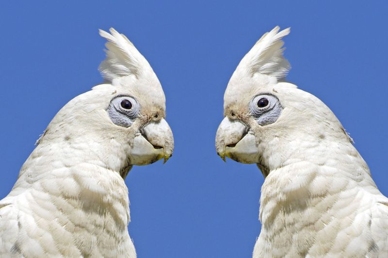 Na obrázku kakadu naholící (ilustrační foto).