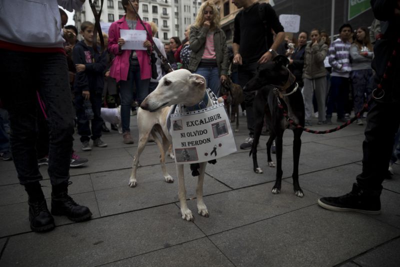 Protest proti utrácení psů.