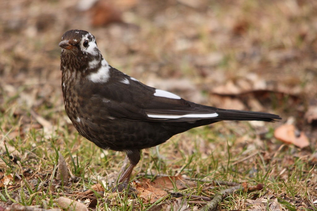 Černobílý kos. Černobílý kos.