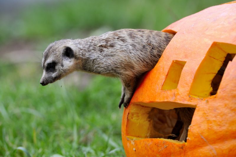 Halloween v zoo ve Dvoře Králové nad Labem.