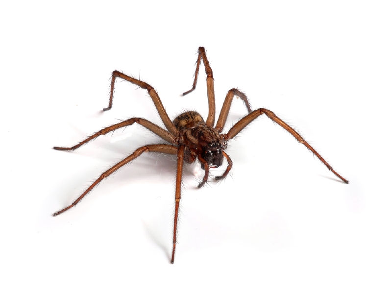 Lékaři odstranili muži amygdalu, a zbavili ho tak arachnofobie.