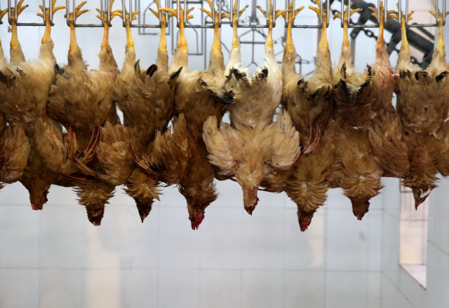 První případ výskytu H5N8 v Německu byl potvrzen 4. listopadu, a to na drůbeží farmě v Meklenbursku - Předním Pomořansku (ilustrační foto).