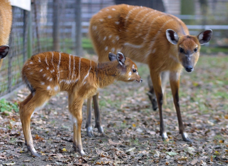 Antilopy sitatunga. Antilopy sitatunga.