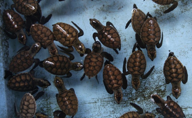 Mláďata ohroženého druhu mořské želvy (ilustrační foto). Mláďata ohroženého druhu mořské želvy (ilustrační foto).