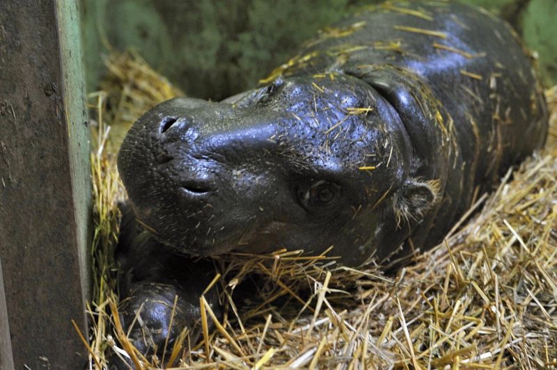 Čtyřkilogramová samička je novým přírůstkem plzeňské zoo. Čtyřkilogramová samička je novým přírůstkem plzeňské zoo.