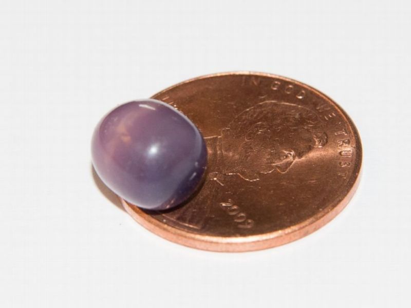 Američanka kousla do vzácné purpurové perly. Američanka kousla do vzácné purpurové perly.