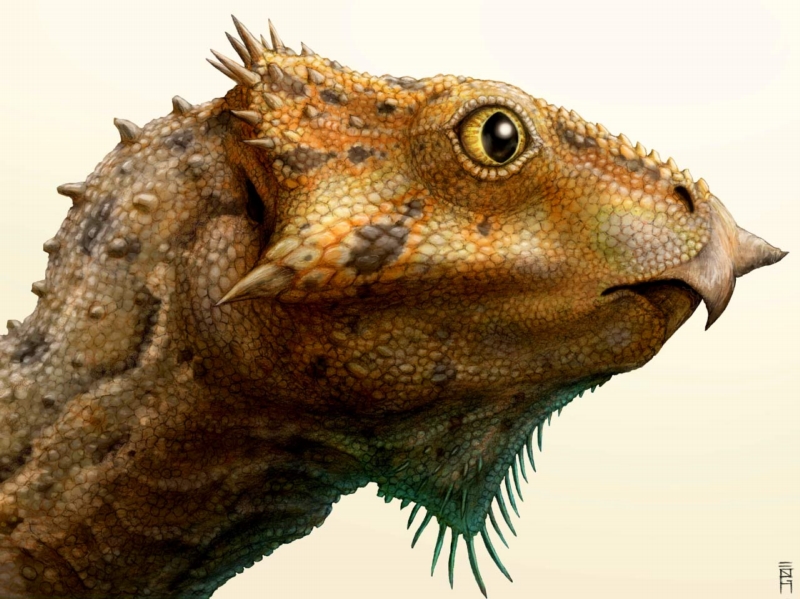 Rekonstrukce nového dinosaura jménem Aquilops americanus. 