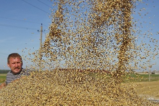 Ruští producenti obilí sázejí hodně na export.