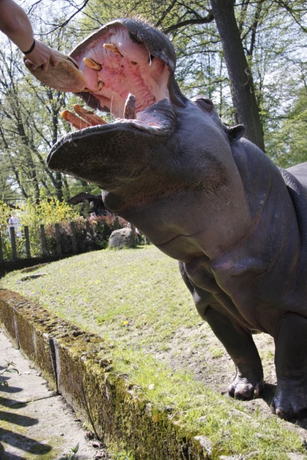 Ostravská zoo připravila pro návštěvníky i krmení hrochů. Ostravská zoo připravila pro návštěvníky i krmení hrochů.