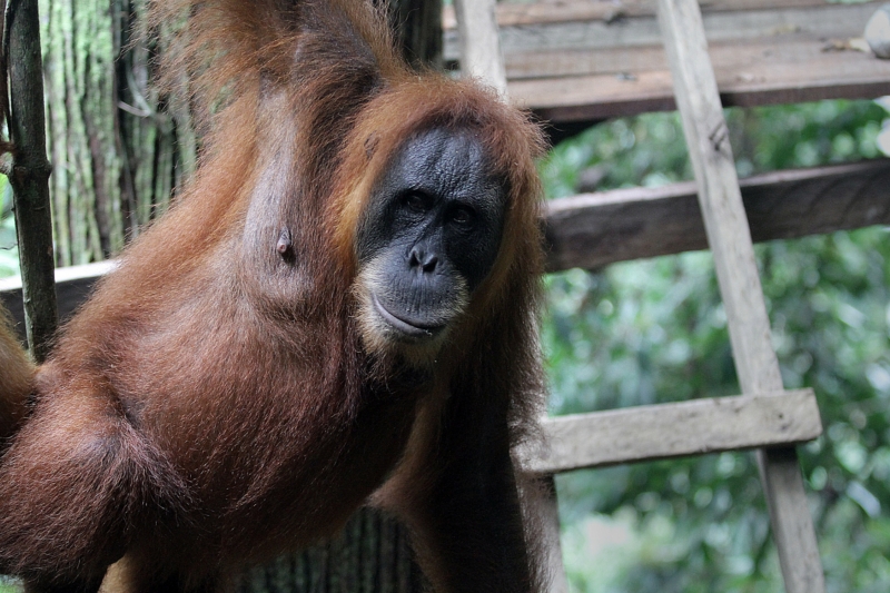 Samice orangutana Sandra má právo na svobodu, proto může být odvezena ze zoo (ilustrační foto). Samice orangutana Sandra má právo na svobodu, proto může být odvezena ze zoo (ilustrační foto).