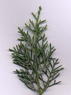 Cupressus arizonica.