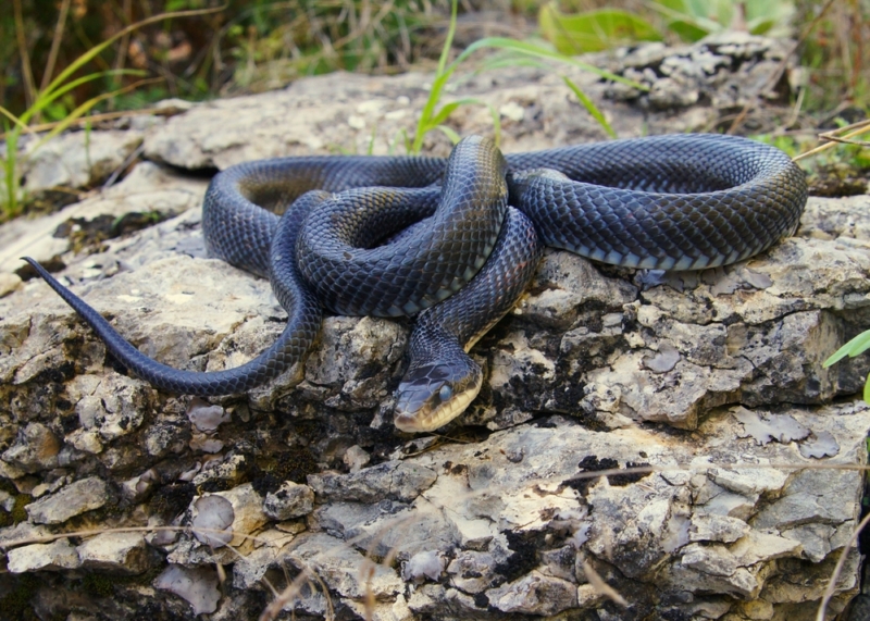 Mamba černá patří mezi nejjedovatější hady světa