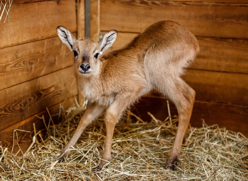Nový přírůstek Zoo Praha - sameček vodušky červené.