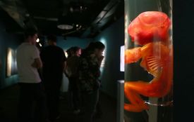 Plody byly zbaveny kůže, aby byla lépe vidět vnitřní stavba jejich těla.