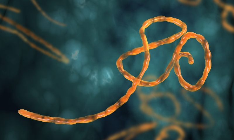 Virus eboly (ilustrační foto).
