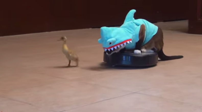 Kočka v převleku žraloka nahání káčátko. I tak se dají využít robovysavače.