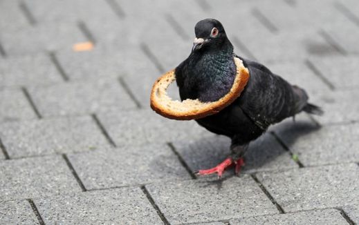 Holubi se v Karlových Varech nesmí krmit.