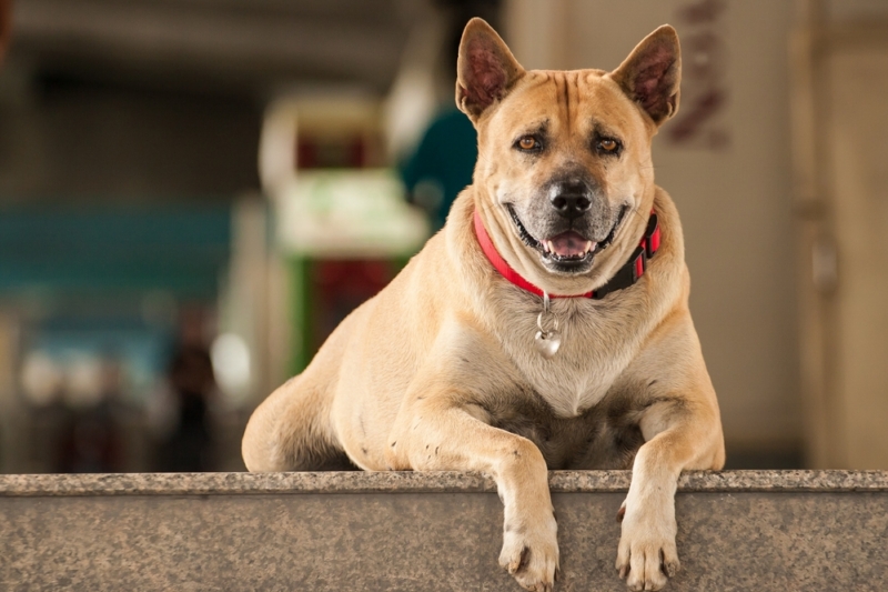 Thajský ridgeback.