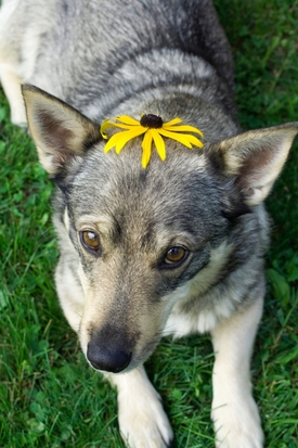 Švédský Vallhund.