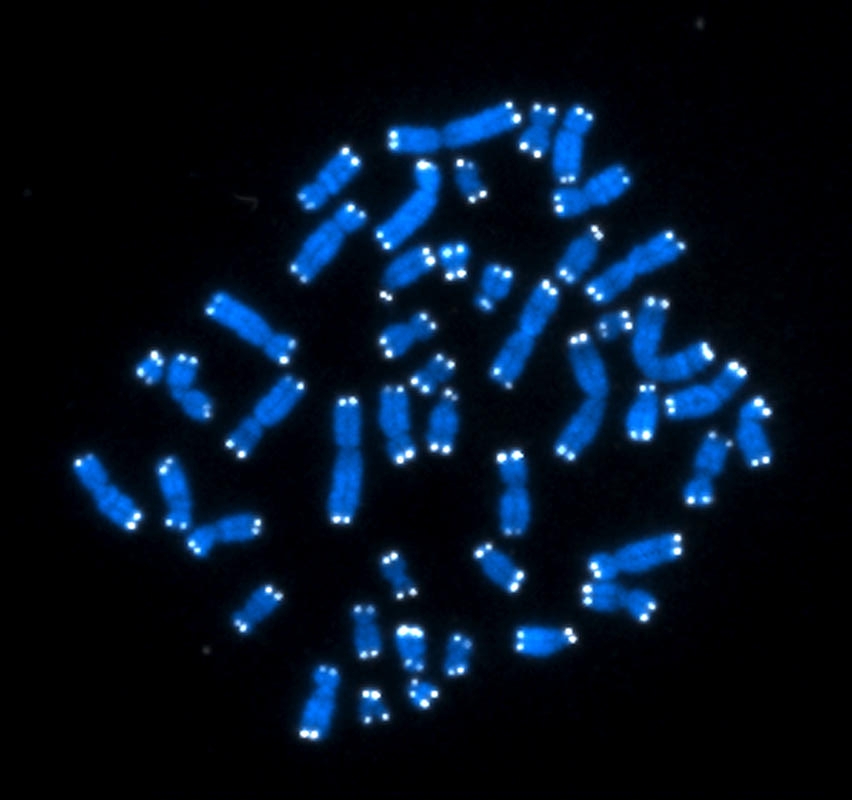 Lidské chromozomy.