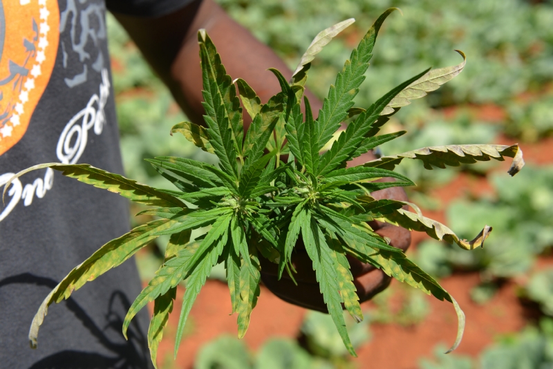 K obrazu Jamajky marihuana patří jako k Čechám pivo. Jenže je dosud nelegální.