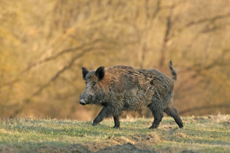 Projekt založený na principu GPS lokace odhaluje zvyky a potravní preference prasete divokého (ilustrační foto).
