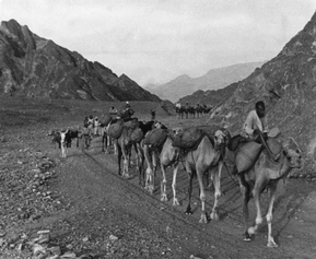 Velbloudí karavana v Ománu kolem roku 1930.