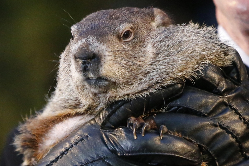 Punxsutawney Phil je prý ozbrojený a nebezpečný. Už loni pro něj prokurátor chtěl trest smrti.