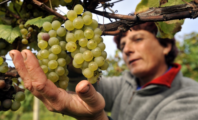 Sklizeň vinných hroznů v Česku loni meziročně klesla o 15 procent (ilustrační foto). Sklizeň vinných hroznů v Česku loni meziročně klesla o 15 procent (ilustrační foto).