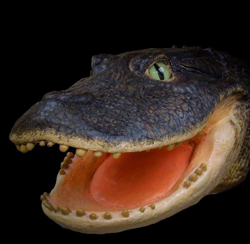 Vyhynulý kajman s krátkým čenichem Gnatusuchus pebasensis.